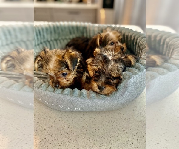 Medium Photo #5 Yorkshire Terrier Puppy For Sale in GILBERT, AZ, USA