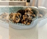 Puppy CoCo Yorkshire Terrier