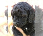 Small Photo #6 Poodle (Standard) Puppy For Sale in WAYLAND, IA, USA