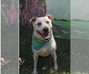 Sinatra - Male American Bulldog Dog for Adoption - Photo #3
