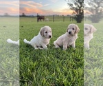 Small Photo #6 Goldendoodle-Poodle (Standard) Mix Puppy For Sale in ASHVILLE, AL, USA