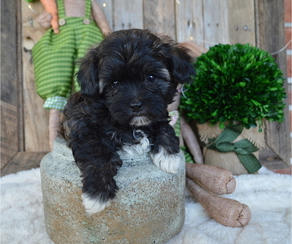 Medium Photo #2 Poodle (Miniature)-Shorkie Tzu Mix Puppy For Sale in HONEY BROOK, PA, USA