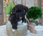 Small Photo #2 Poodle (Miniature)-Shorkie Tzu Mix Puppy For Sale in HONEY BROOK, PA, USA