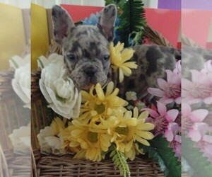 French Bulldog Puppy for Sale in KNOX, Pennsylvania USA