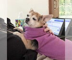 Small #22 Chihuahua Mix