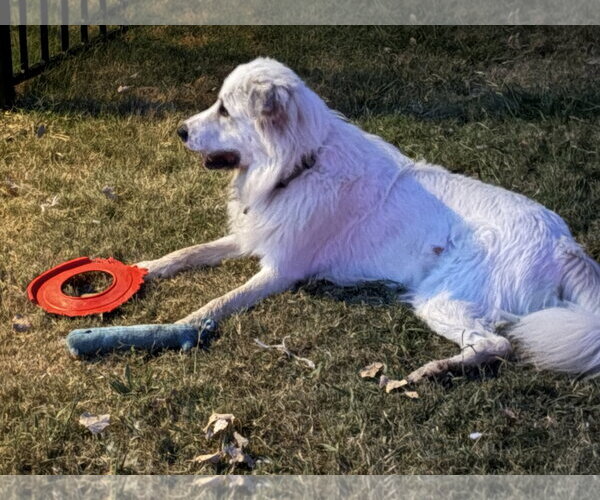 Medium Photo #10 Great Pyrenees Puppy For Sale in Spring, TX, USA