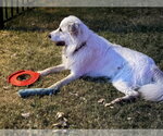 Small #9 Great Pyrenees