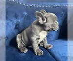 Small #12 French Bulldog