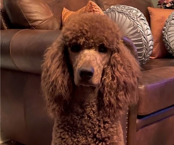 Medium Photo #1 Poodle (Standard) Puppy For Sale in PEORIA, AZ, USA