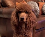 Small Photo #1 Poodle (Standard) Puppy For Sale in PEORIA, AZ, USA