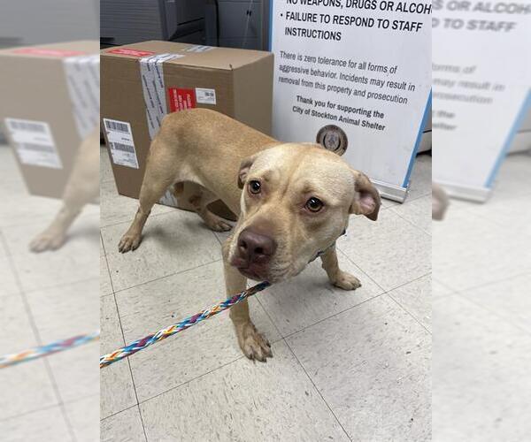 Medium Photo #1 American Pit Bull Terrier-Unknown Mix Puppy For Sale in Stockton, CA, USA