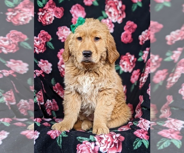 Medium Photo #4 Golden Retriever Puppy For Sale in DELTA, PA, USA