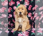 Small Photo #4 Golden Retriever Puppy For Sale in DELTA, PA, USA