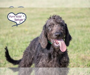 Poointer Dogs for adoption in Lee's Summit, MO, USA