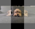 Small #15 Auss-Tzu