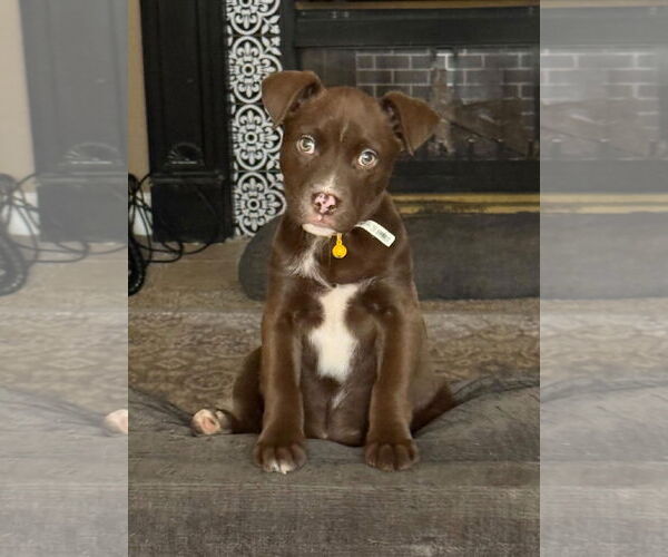 Medium Photo #6 Labrador Retriever-Unknown Mix Puppy For Sale in Stephens City, VA, USA