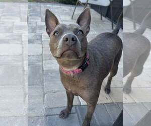 Gimlet - Female Mutt Dog for Adoption - Photo #3