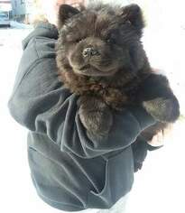 Chow Chow Puppy for sale in HILLPOINT, WI, USA