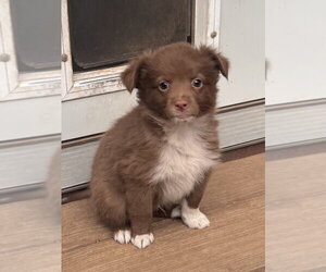 Australian Shepherd Dogs for adoption in Bolivar, MO, USA