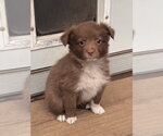 Charming - Male Australian Shepherd Dog for Adoption - Small photo