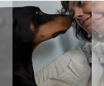 Small #6 Doberman Pinscher
