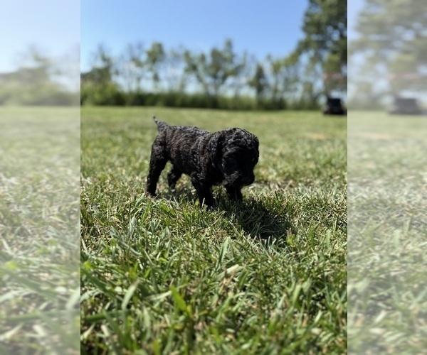 Medium Photo #4 Goldendoodle Puppy For Sale in HOWARD CITY, MI, USA