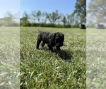 Small Photo #30 Goldendoodle Puppy For Sale in HOWARD CITY, MI, USA