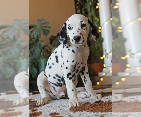 Medium Photo #4 Dalmatian Puppy For Sale in PERRIS, CA, USA