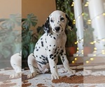 Small #3 Dalmatian