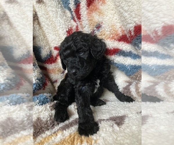 Medium Photo #3 Labradoodle Puppy For Sale in BIGFORK, MT, USA
