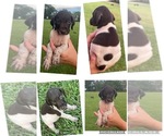 Small Photo #6 German Shorthaired Pointer Puppy For Sale in MORTON, MS, USA