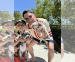 Small #1 French Bulldog