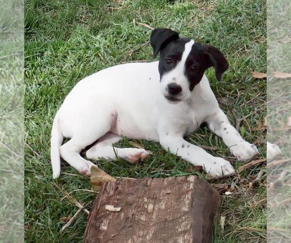 Medium Photo #6 Border Collie-Unknown Mix Puppy For Sale in San Diego, CA, USA
