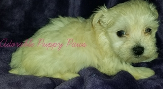 Morkie Puppy for sale in ANDERSON, AL, USA