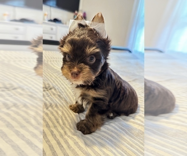 Medium Photo #3 Yorkshire Terrier Puppy For Sale in WEST HARTFORD, CT, USA