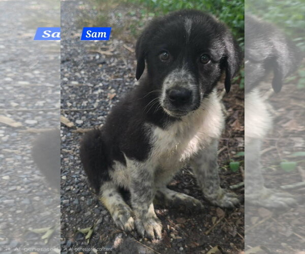Medium Photo #1 Great Pyrenees-Unknown Mix Puppy For Sale in Alexander, AR, USA