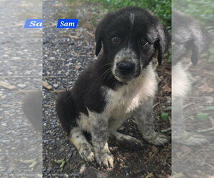 Great Pyrenees-Unknown Mix Dogs for adoption in Alexander, AR, USA