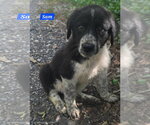Small Great Pyrenees Mix