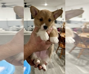 Pembroke Welsh Corgi Puppy for sale in ROLLA, MO, USA