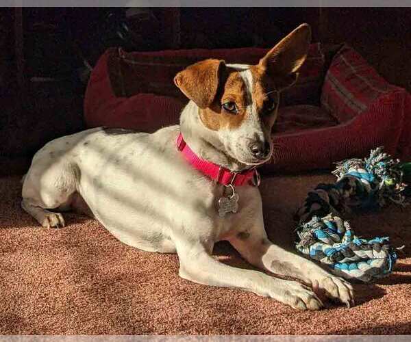 Medium Photo #4 Jack-Rat Terrier Puppy For Sale in Kennesaw, GA, USA