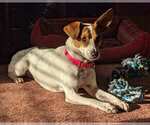 Small #3 Jack-Rat Terrier