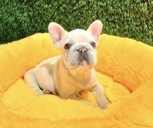 French Bulldog Puppy for sale in PHOENIX, AZ, USA