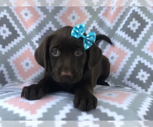 Labrador Retriever Puppy for sale in LAKELAND, FL, USA