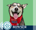 Small #2 Huskies -Siberian Husky Mix