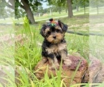 Small #1 Morkie