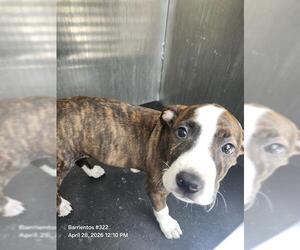 American Staffordshire Terrier-Unknown Mix Dogs for adoption in San Antonio, TX, USA