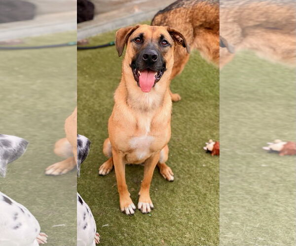 Medium Photo #2 German Shepherd Dog-Unknown Mix Puppy For Sale in Newport Beach, CA, USA