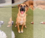 Small #1 German Shepherd Dog Mix