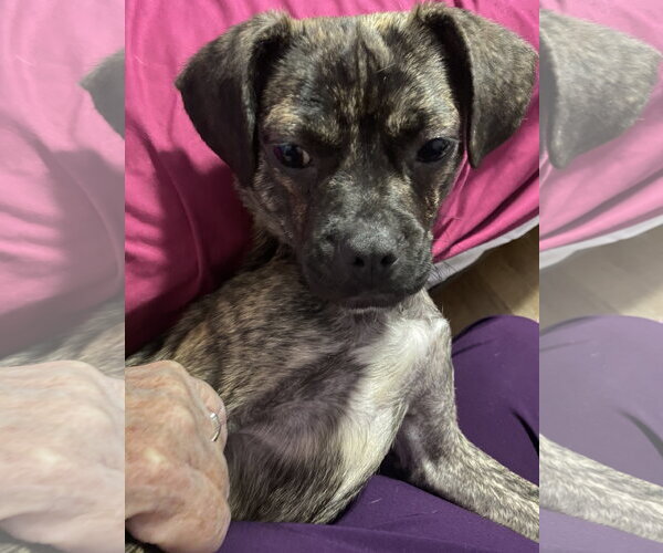 Medium Photo #5 Buggs Puppy For Sale in Woodbury, NY, USA