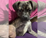 Small Photo #5 Buggs Puppy For Sale in Woodbury, NY, USA